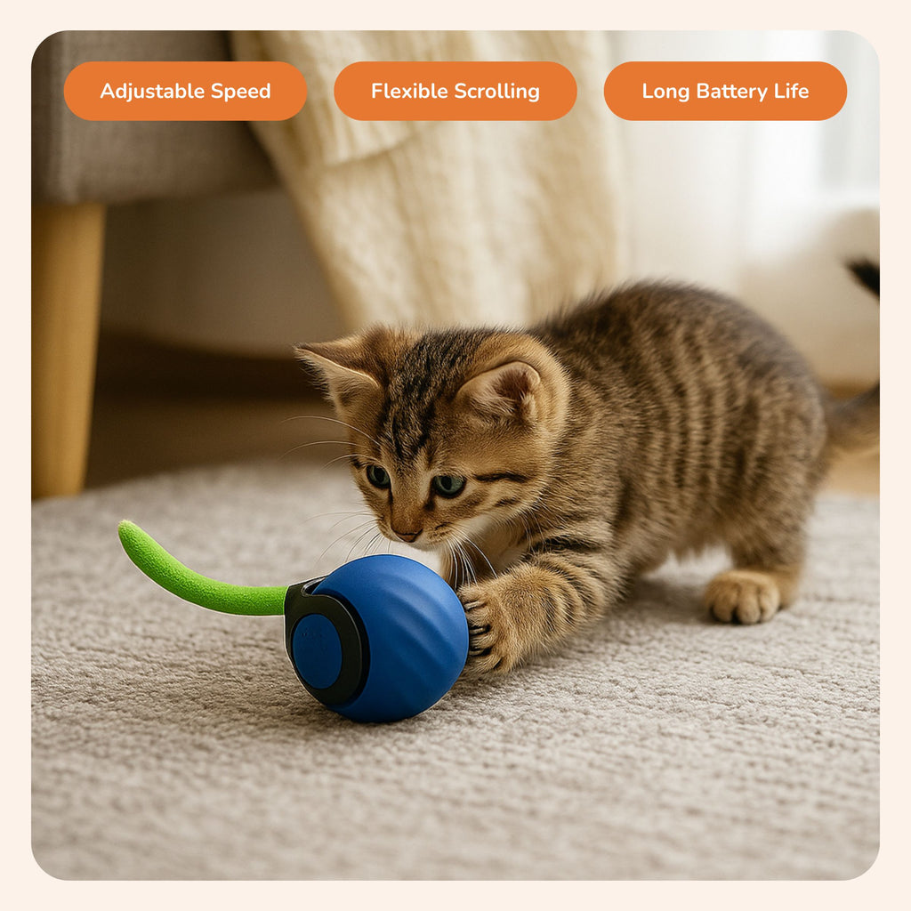 Tail Spin 2.0 — Where Smart Play Meets Natural Instincts