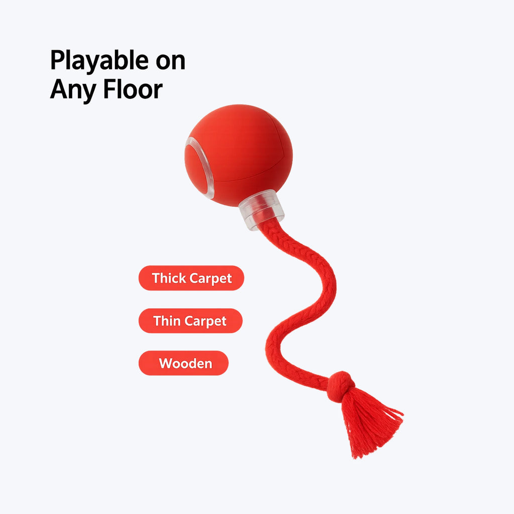 Turbo Tail — Light, Motion & Play All in One